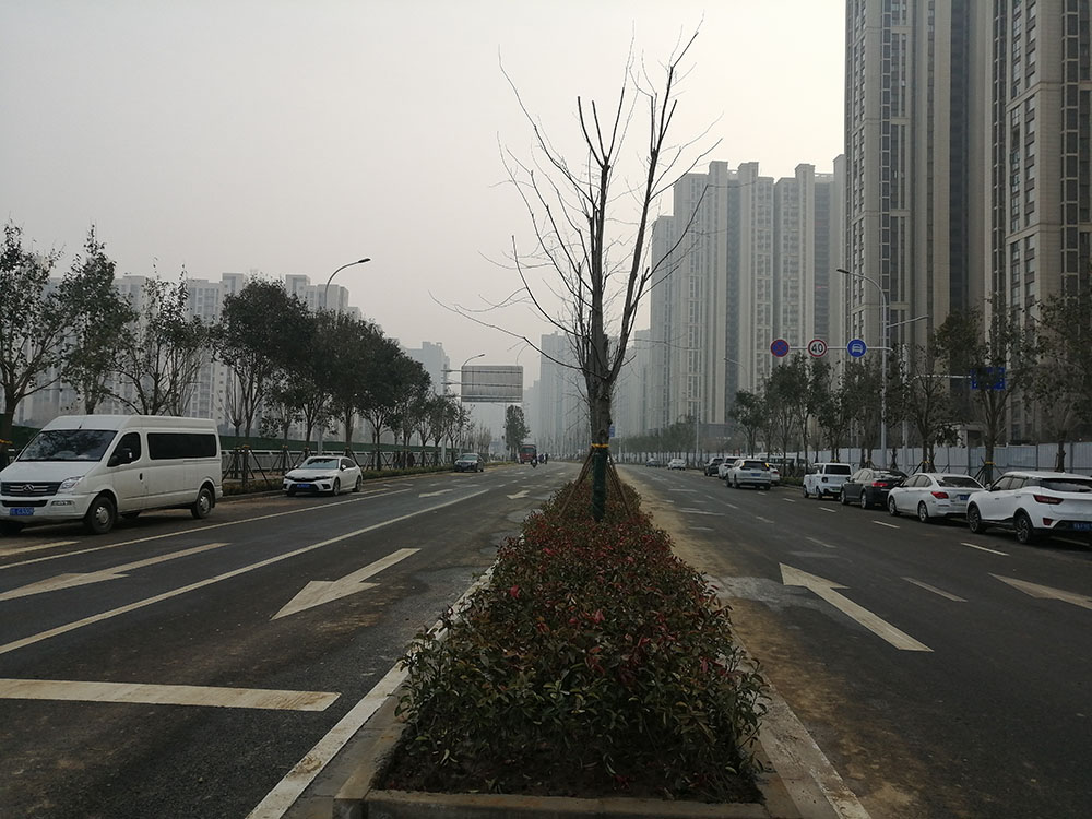 特事特辦、創(chuàng)造速度奇跡 --洛達(dá)路（中原路-穎河路）綠化工程完工